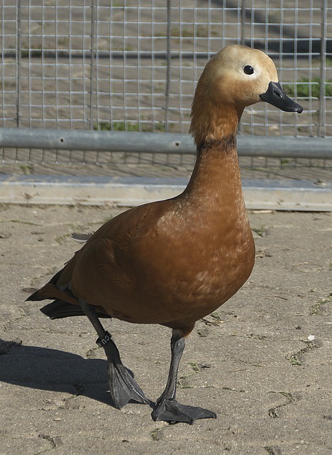 试验性