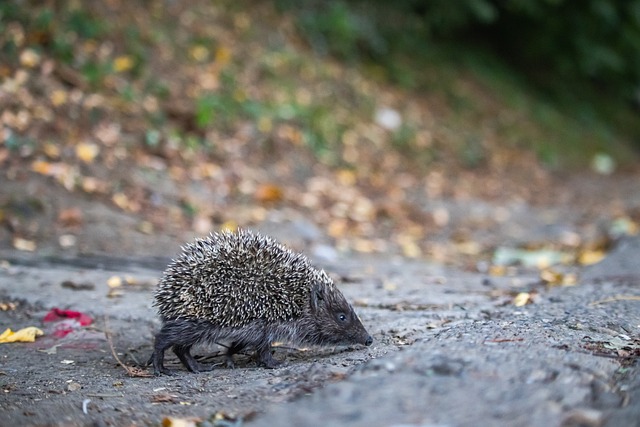 這個進球不 這個進球不